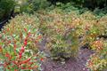 Ilex crenata